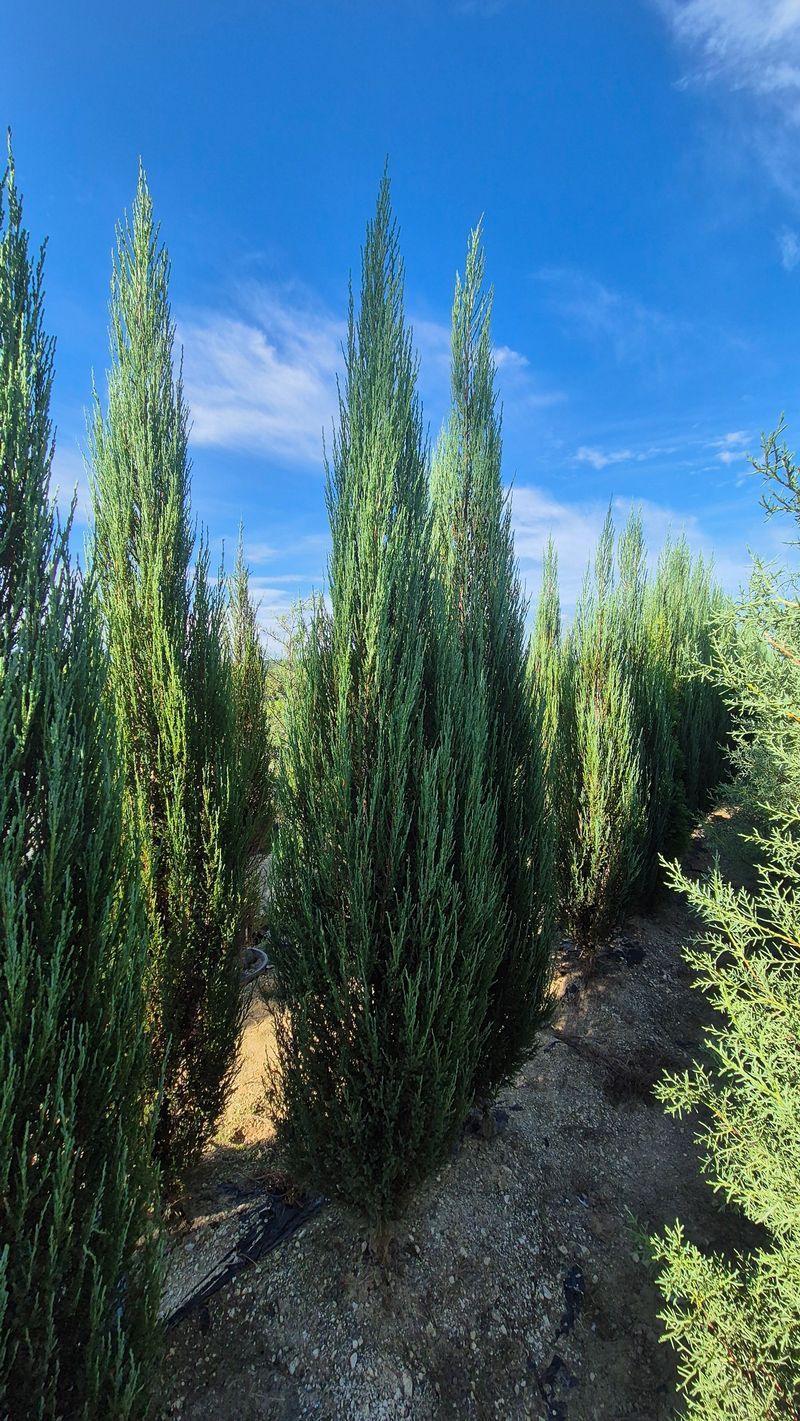 장터 상품 [블루애로우 2m 이상] 썸네일