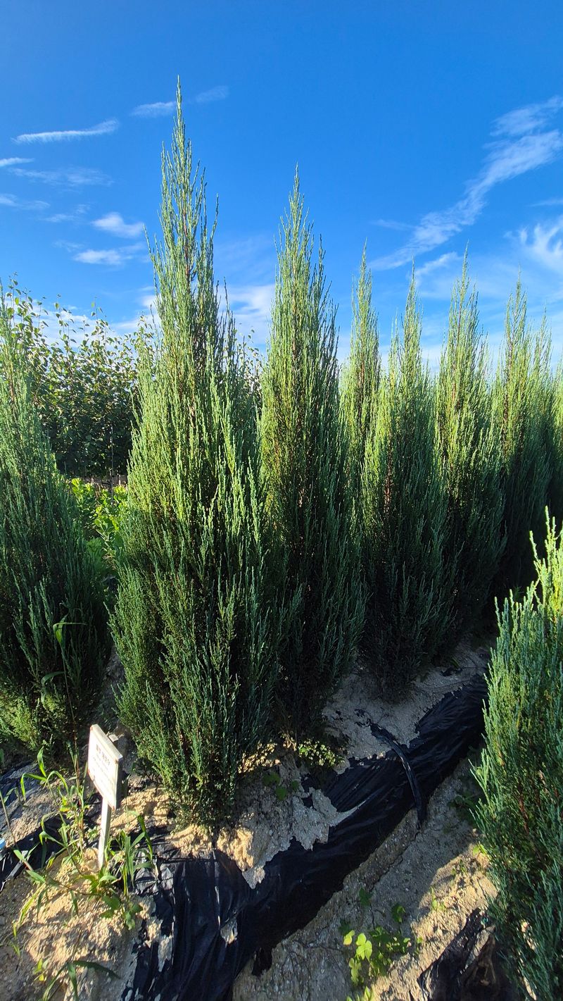 장터 상품 [블루애로우 1.8m] 썸네일