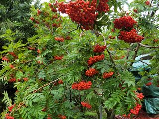 체리 김성자님의 자유주제 · 사진전 작성글 사진