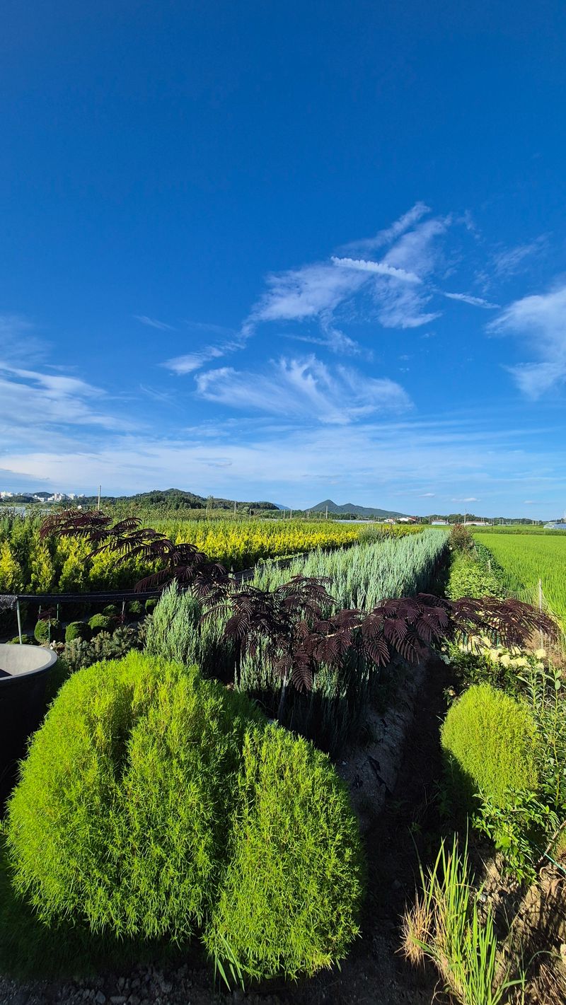 권영섭님의 장터 판매 상품 [써니스마라그 1.5m] 첨부 사진