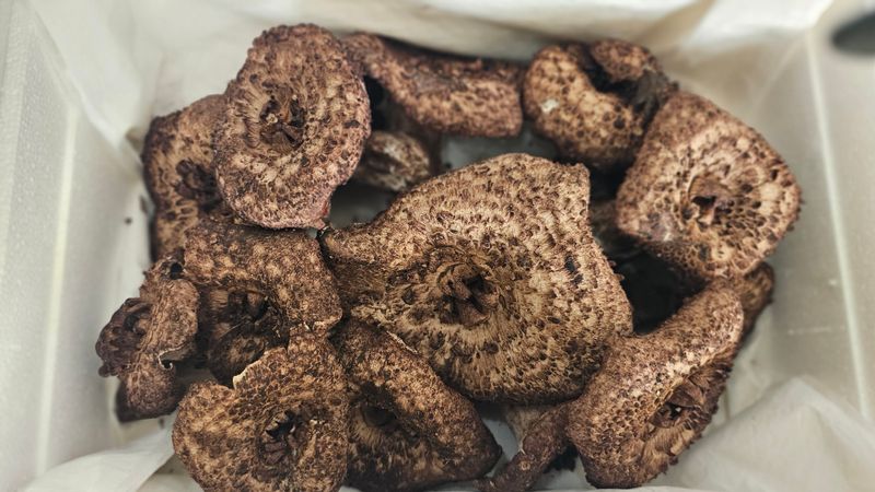 강원송이님의 장터 판매 상품 [강원도 자연산능이버섯상품1kg] 첨부 사진