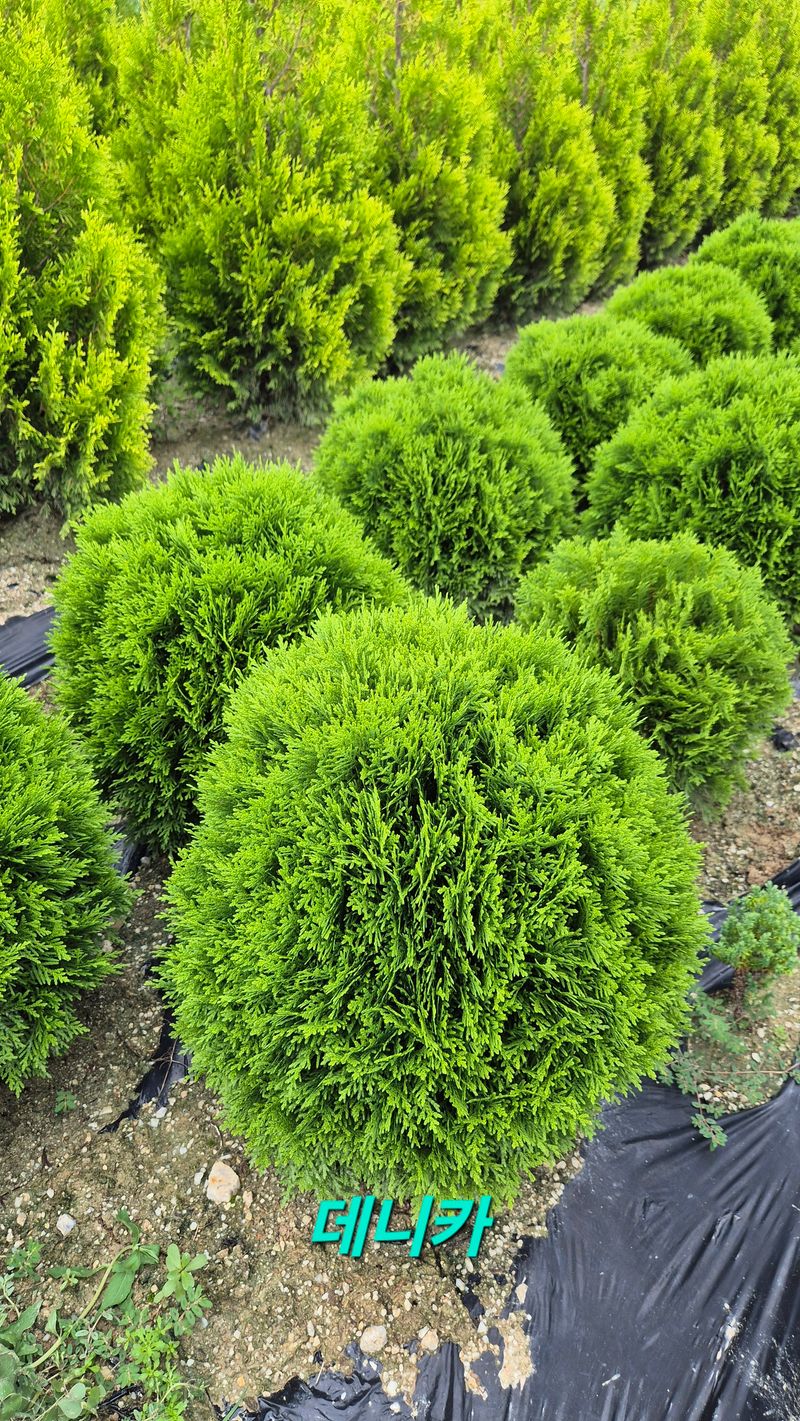 권영섭님의 장터 판매 상품 [둥근측백  데니카, 테디 40cm] 첨부 사진