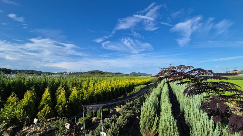 권영섭님의 장터 판매 상품 [문그로우 1.3m] 첨부 사진
