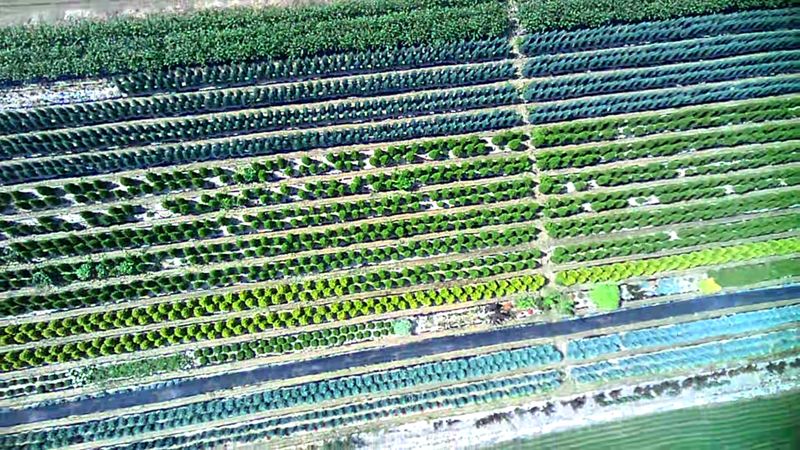 권영섭님의 장터 판매 상품 [블루엔젤] 첨부 사진