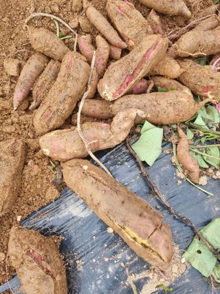 휴전선님의 자유주제 · 자유게시판 작성글 사진