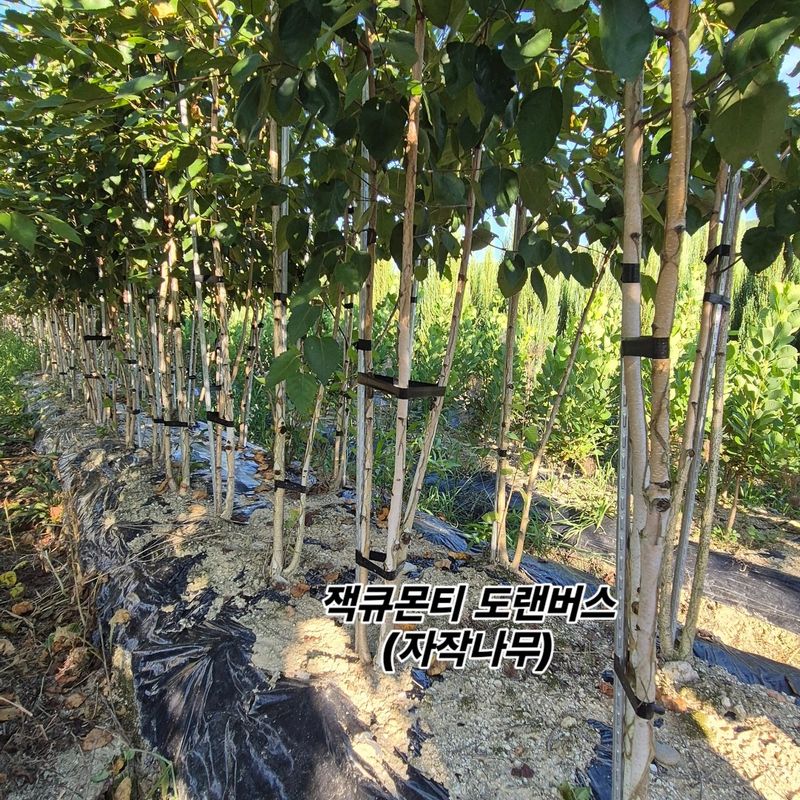 권영섭님의 장터 판매 상품 [잭큐몬티도랜버스(자작나무) 2.5-3R, 2.5m] 첨부 사진