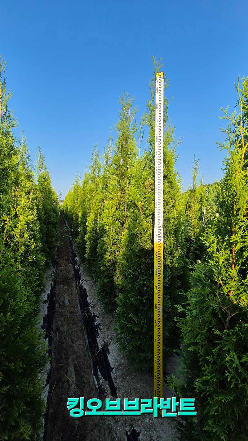 장터 상품 [킹오브브라반트 2m] 썸네일