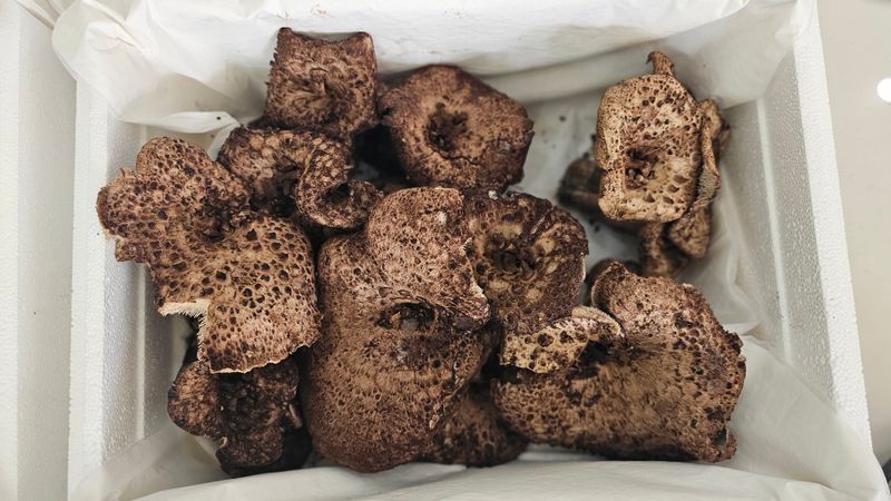 강원송이님의 장터 판매 상품 [강원도 자연산능이버섯상품1kg] 첨부 사진