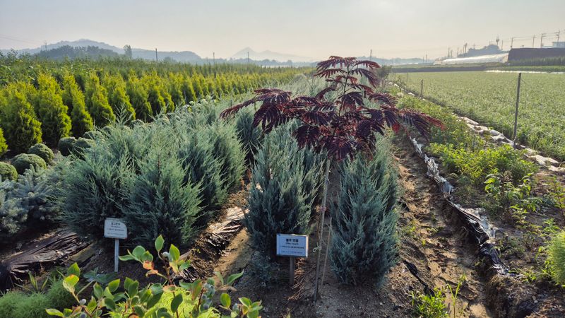권영섭님의 장터 판매 상품 [블루엔젤] 첨부 사진