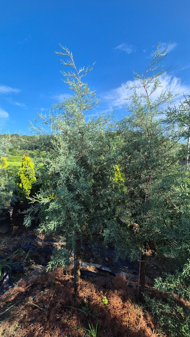 장터 상품 [블루아이스 2m] 썸네일