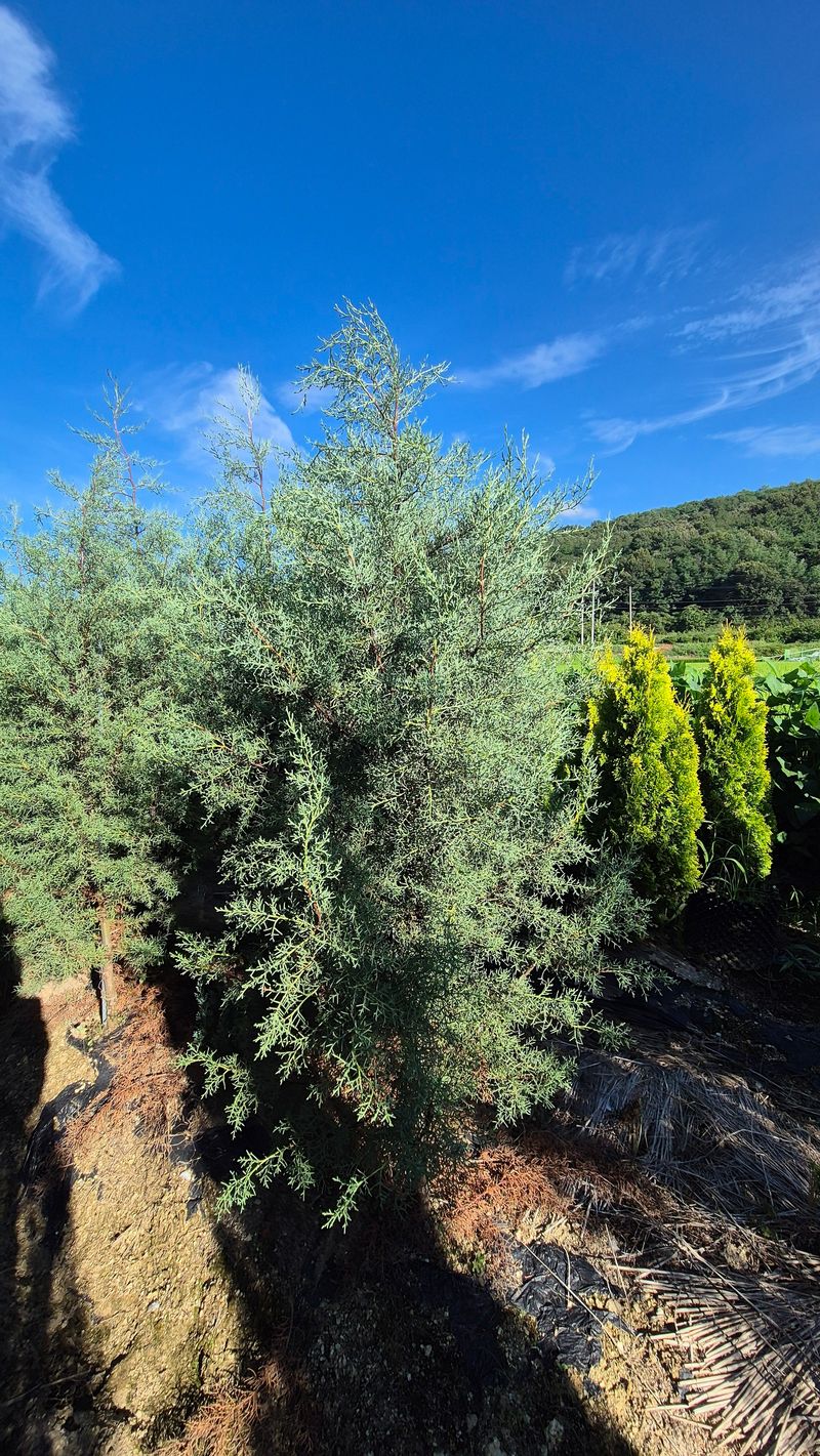 권영섭님의 장터 판매 상품 [블루아이스 2m] 첨부 사진