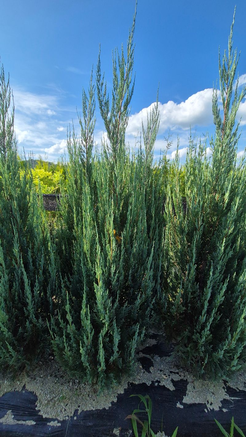 장터 상품 [블루엔젤] 썸네일