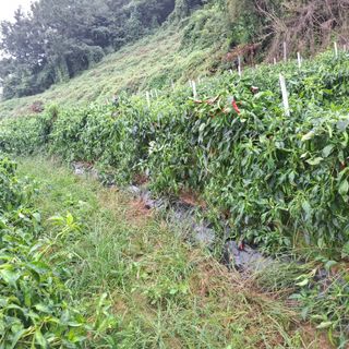 오영도님의 자유주제 · 자유게시판 작성글 사진