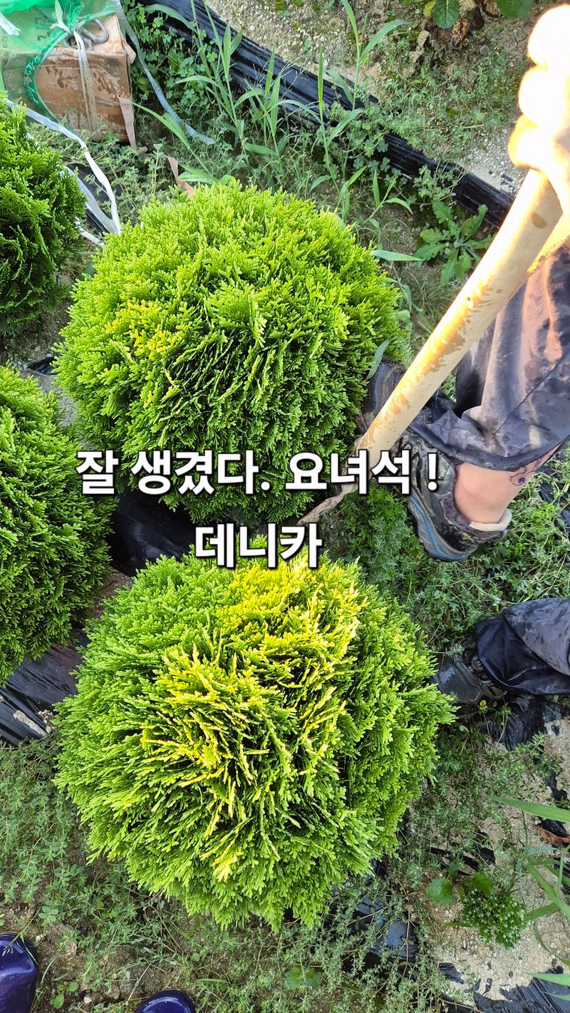 장터 상품 [둥근측백  데니카, 테디 40cm] 썸네일