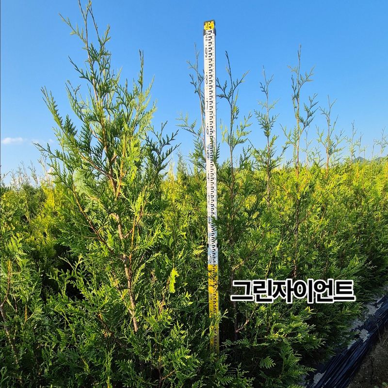 장터 상품 [그린자이언트 1.8m] 썸네일
