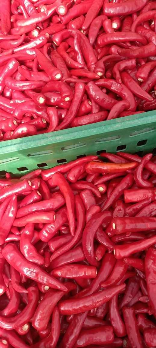 강화도농민님의 장터 판매 상품 [강화도 고추가루6키로] 첨부 사진