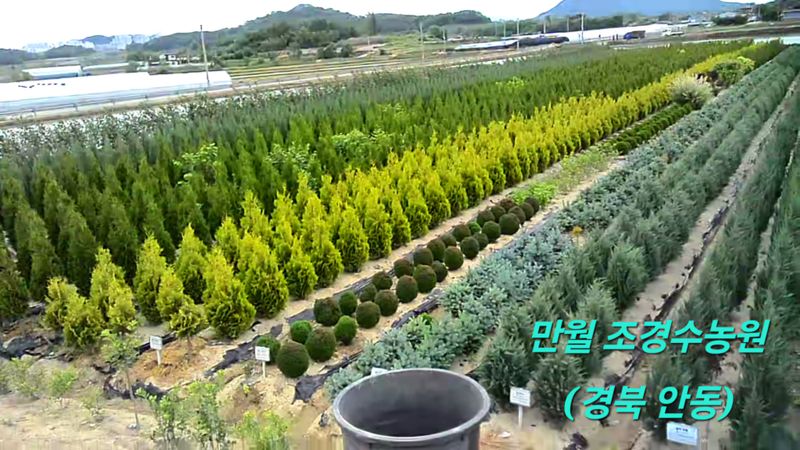 권영섭님의 장터 판매 상품 [블루애로우 2m 이상] 첨부 사진