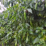 팜모닝 자유주제·자유게시판 게시글 이미지