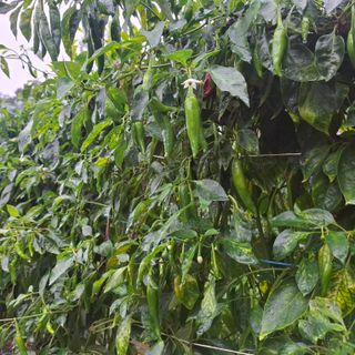 오영도님의 자유주제 · 자유게시판 작성글 사진