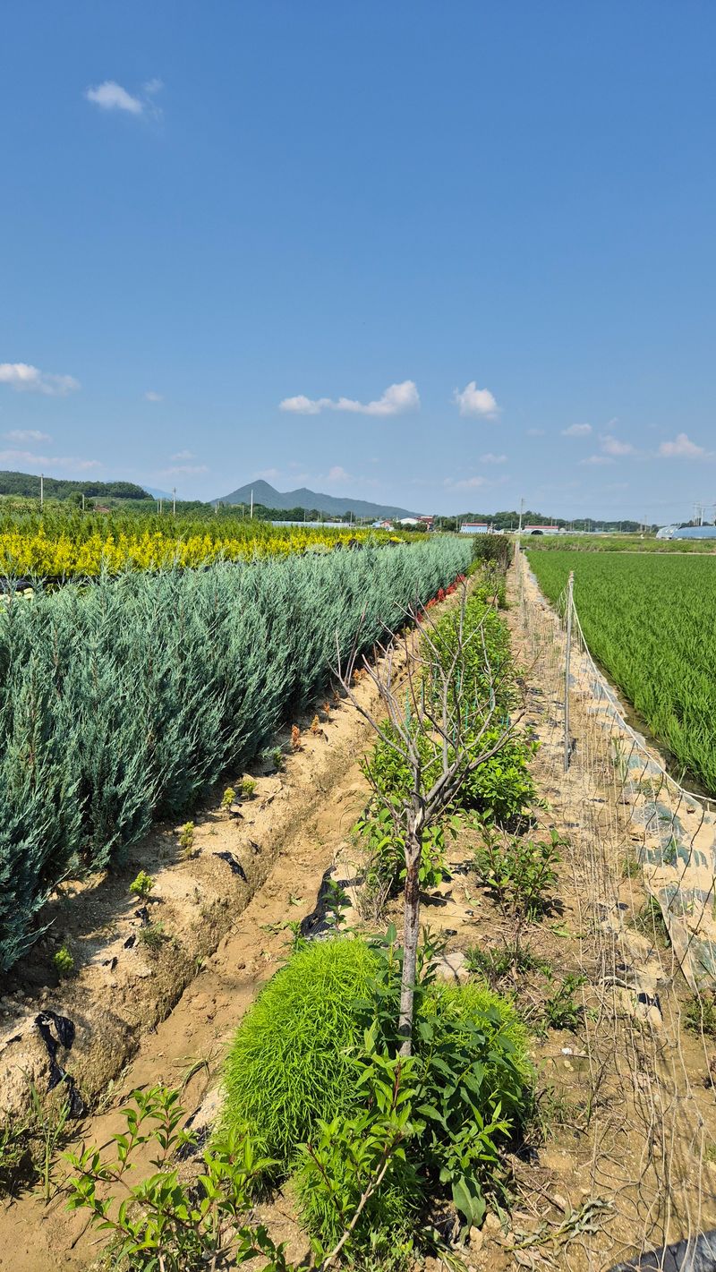 권영섭님의 장터 판매 상품 [블루엔젤] 첨부 사진