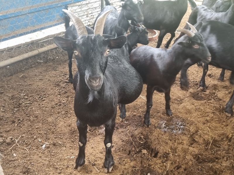 장터 상품 [흑염소 흙염소분양합니다] 썸네일