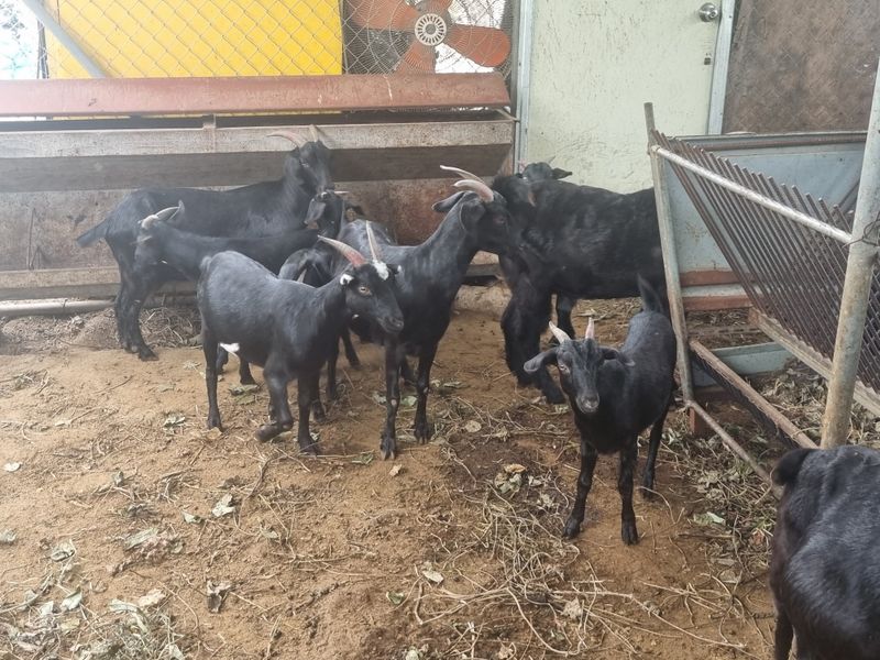 원인호님의 장터 판매 상품 [흑염소 흙염소분양합니다] 첨부 사진