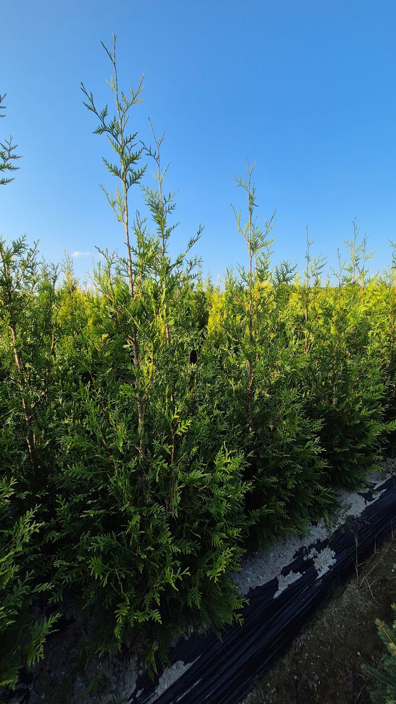 권영섭님의 장터 판매 상품 [그린자이언트 1.8m] 첨부 사진