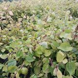 팜모닝 자유주제·자유게시판 게시글 이미지