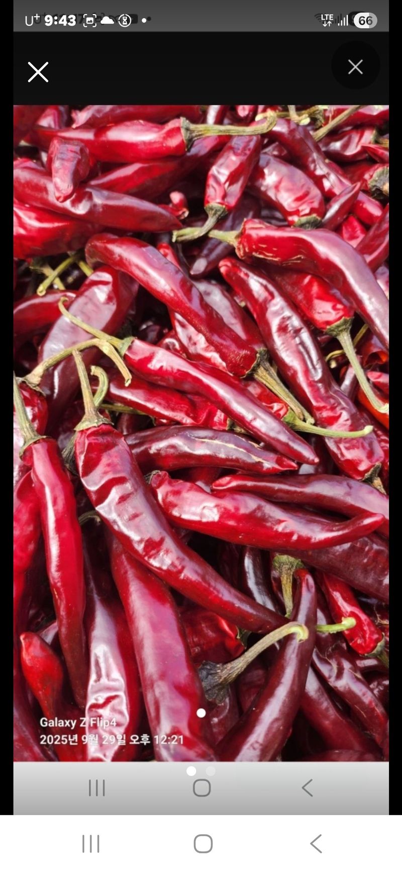 김두영님의 장터 판매 상품 [평창고추가루팔아요ㅡ] 첨부 사진