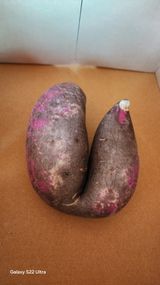 팜모닝 자유주제·자유게시판 게시글 이미지