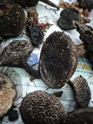 자연치유님의 자유주제 · 자유게시판 작성글 사진