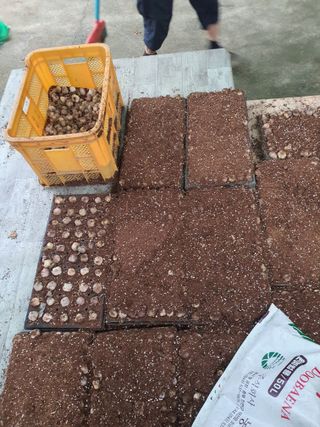 옥천서화농님의 자유주제 · 자유게시판 작성글 사진