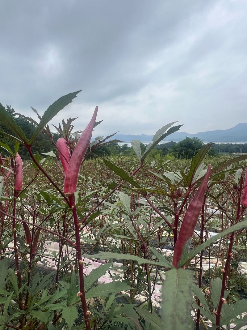 김선오님의 장터 판매 상품 [붉은 적오크라 2팩] 첨부 사진