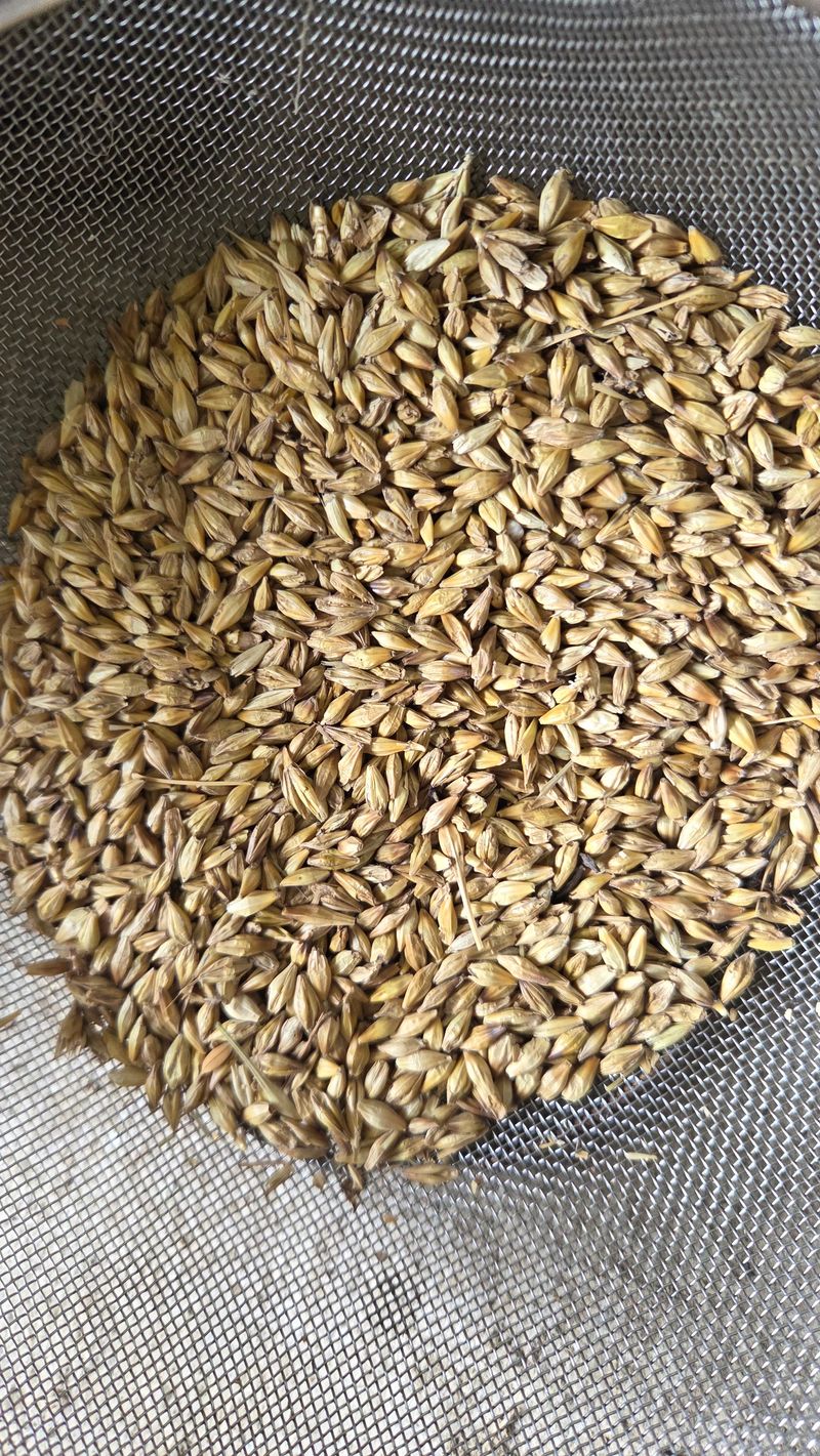 장터 상품 [걸보리] 썸네일