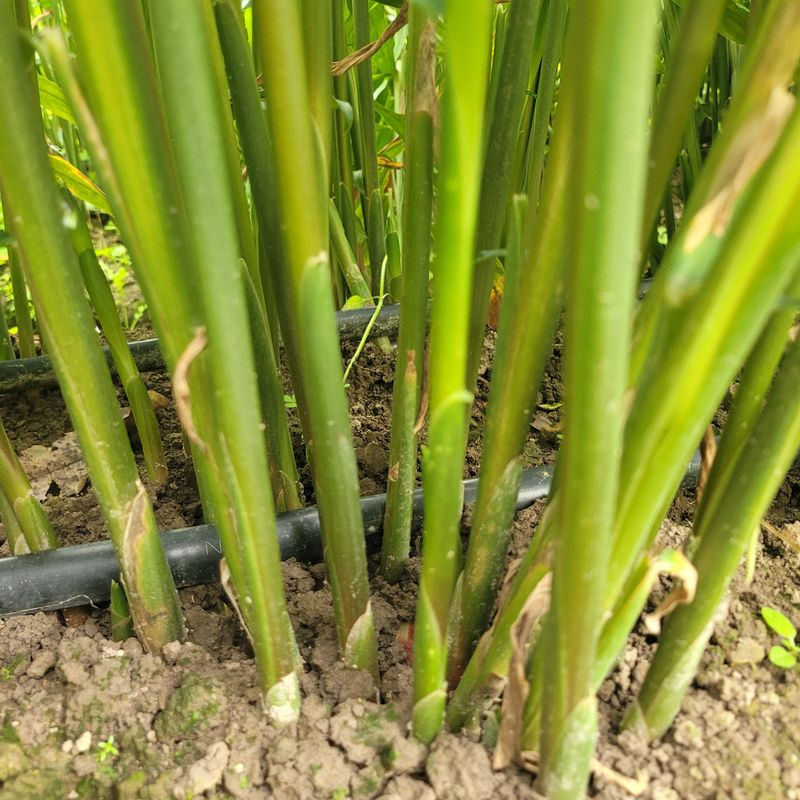 김선순(공룡자색마)님의 장터 판매 상품 [생강1kg 10000] 첨부 사진