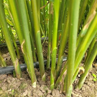 김선순(공룡자색마)님의 작성글 사진