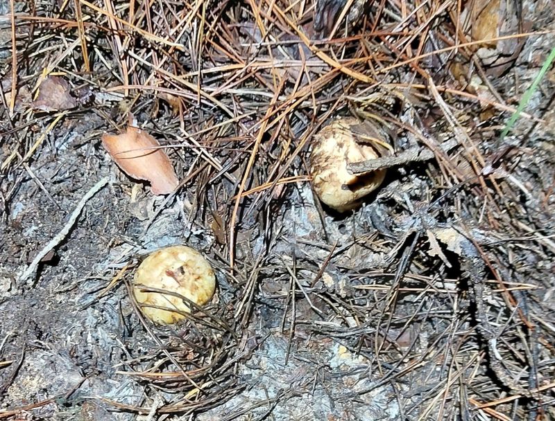 전재문님의 장터 판매 상품 [송이 1kg] 첨부 사진