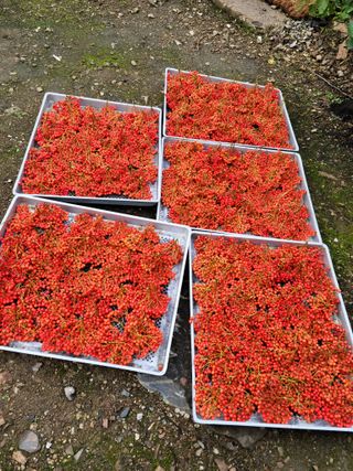 체리 김성자님의 자유주제 · 자유게시판 작성글 사진