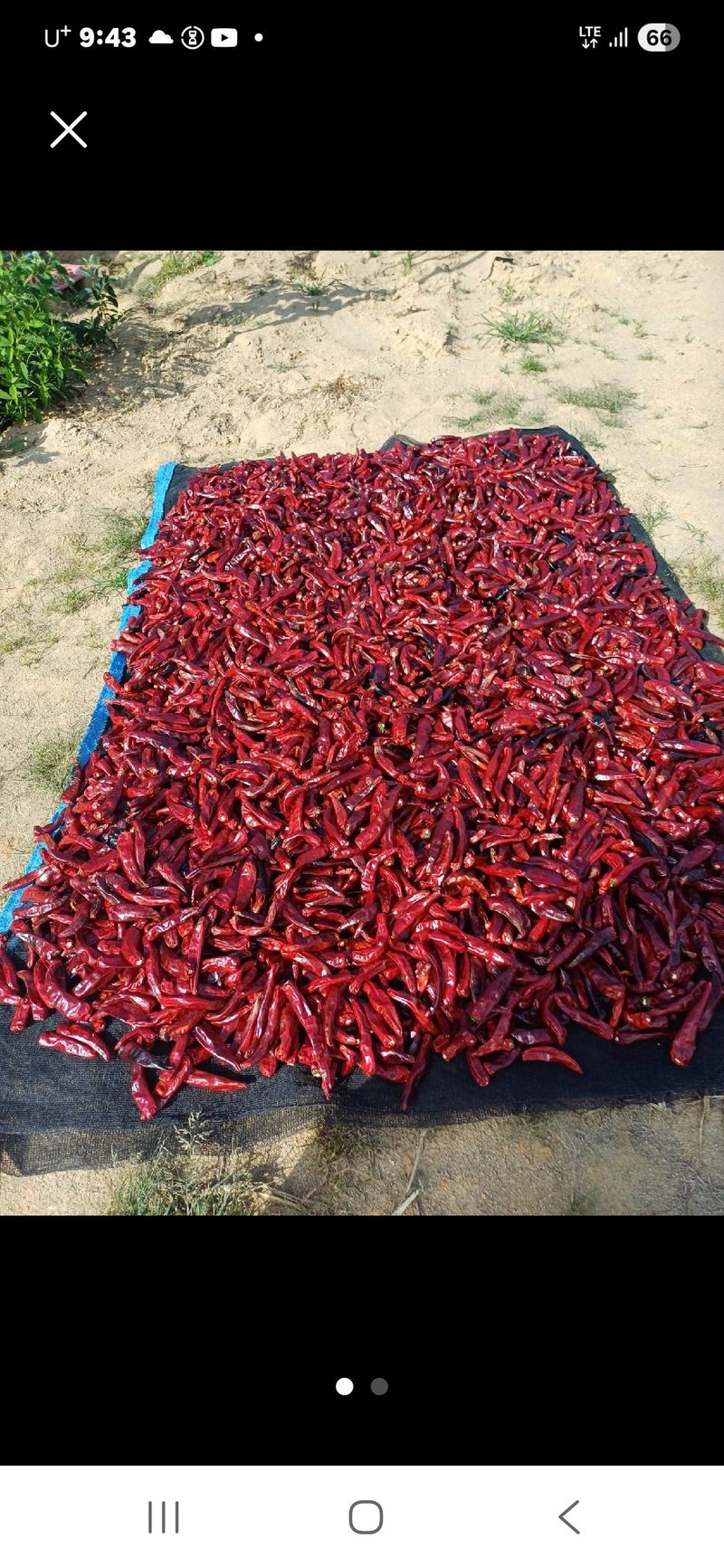 장터 상품 [평창고추가루팔아요ㅡ] 썸네일