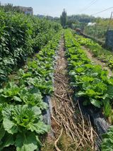 팜모닝 자유주제·자유게시판 게시글 이미지