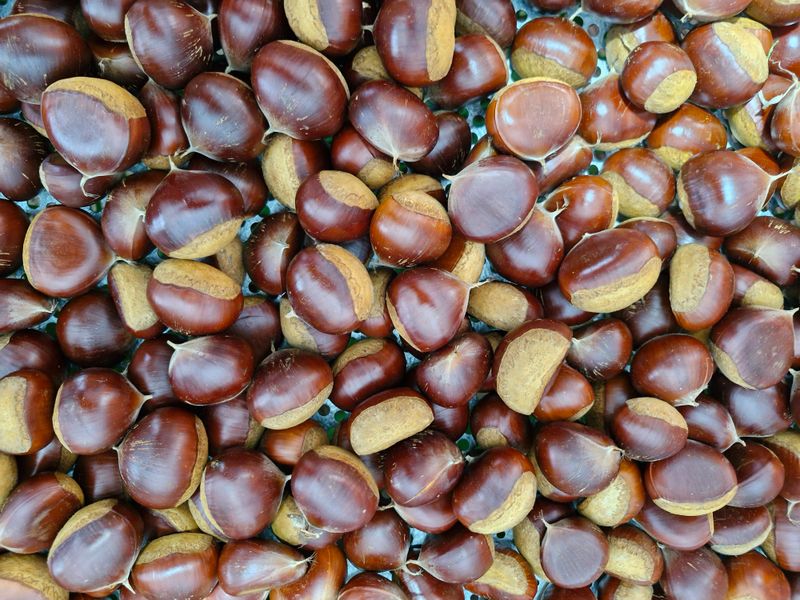 유옥자님의 장터 판매 상품 [햇밤] 첨부 사진