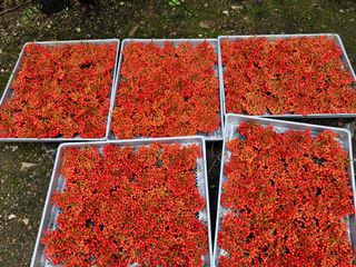 체리 김성자님의 자유주제 · 자유게시판 작성글 사진