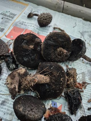 자연치유님의 자유주제 · 자유게시판 작성글 사진