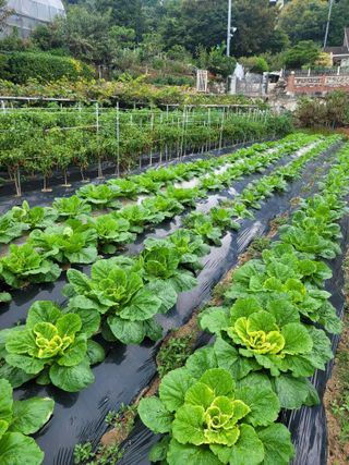 진해풍호동텃밭님의 자유주제 · 사진전 작성글 사진