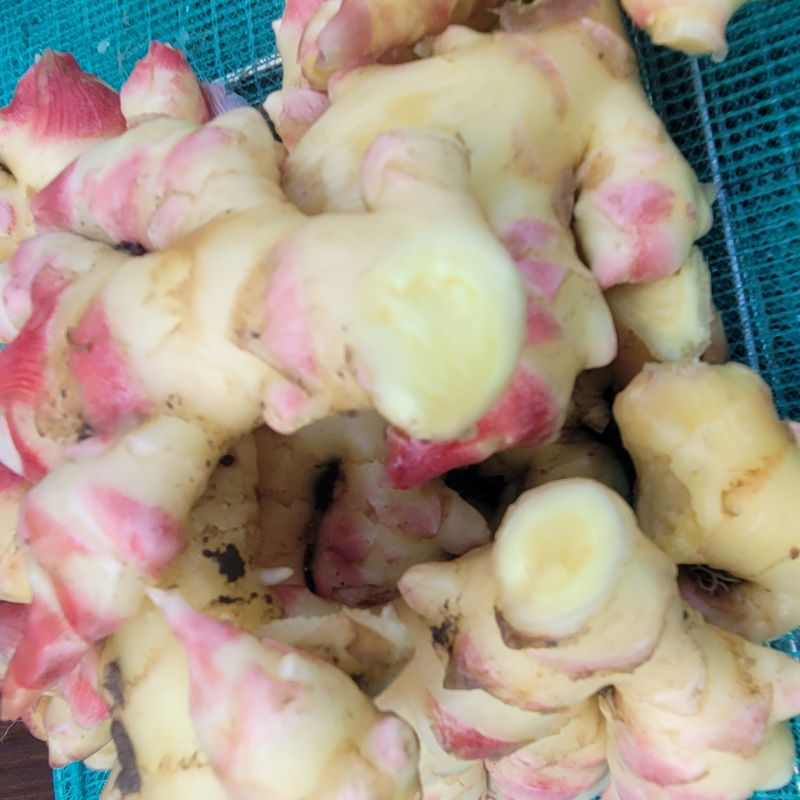 김선순(공룡자색마)님의 장터 판매 상품 [생강1kg 10000] 첨부 사진