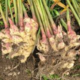 팜모닝 · 게시글 이미지