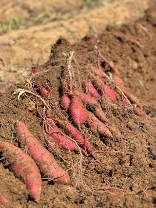 엘림농장님의 자유주제 · 칭찬해요 작성글 사진