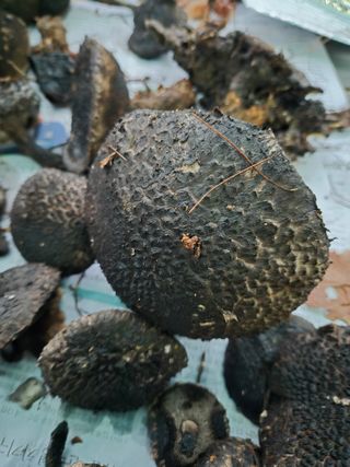 자연치유님의 자유주제 · 자유게시판 작성글 사진