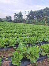 팜모닝 자유주제·건의해요 게시글 이미지