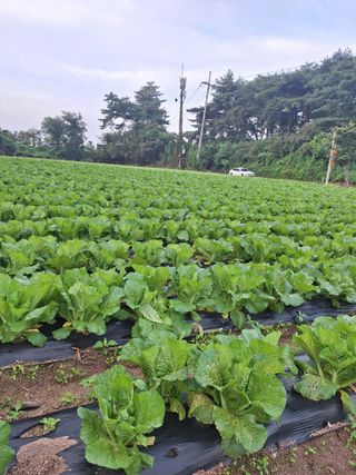 김충구내 집 예쁘게님의 자유주제 · 건의해요 작성글 사진